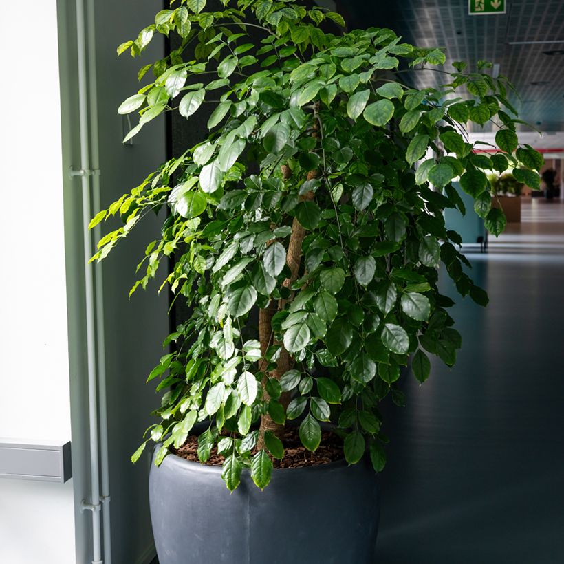 Ficus benjamina Exotica - Figueira-benjamim (Hábito)