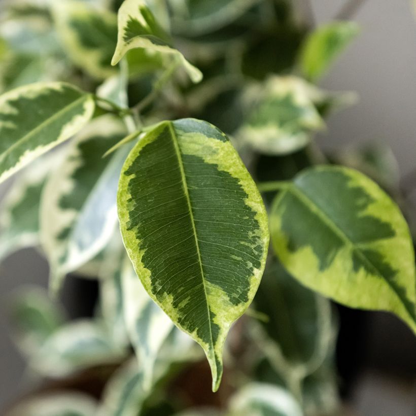 Ficus benjamina Golden King - Figueira-benjamim (Folhagem)