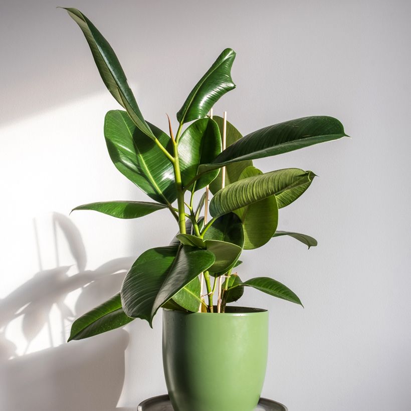 Ficus elastica Robusta - Borracheira (Hábito)