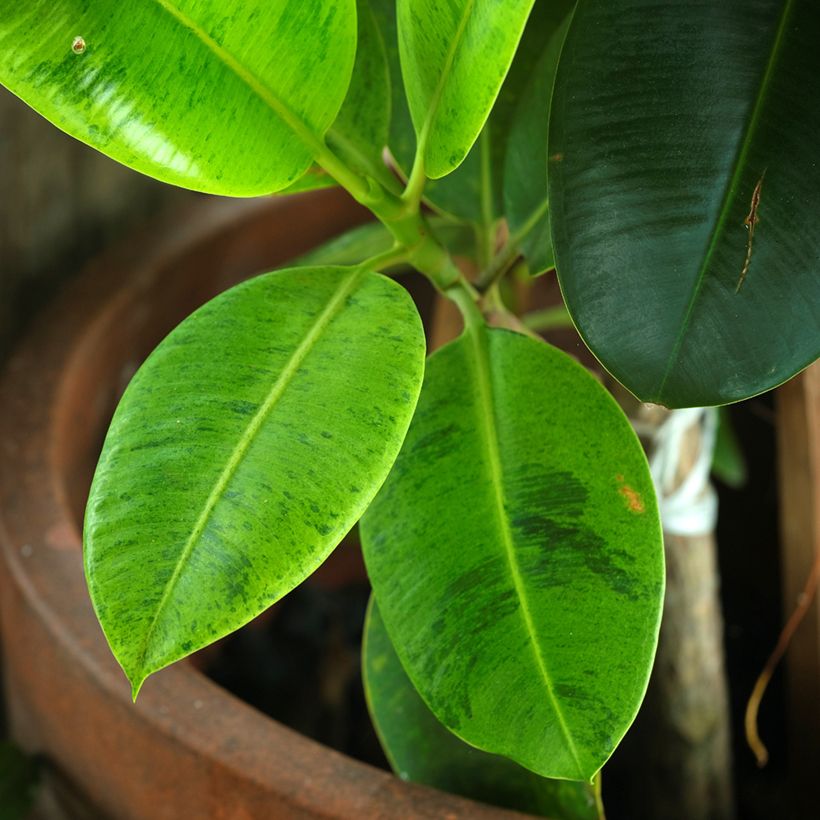 Ficus elastica Shivereana - Borracheira (Folhagem)