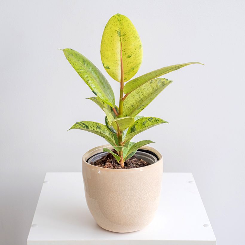 Ficus elastica Shivereana - Borracheira (Hábito)