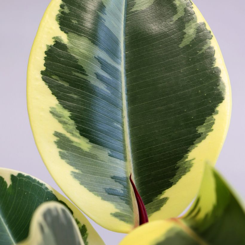 Ficus elastica Tineke - Borracheira (Folhagem)