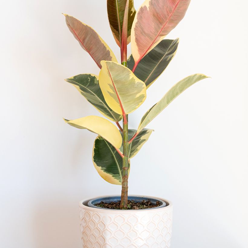 Ficus elastica Tineke - Borracheira (Hábito)