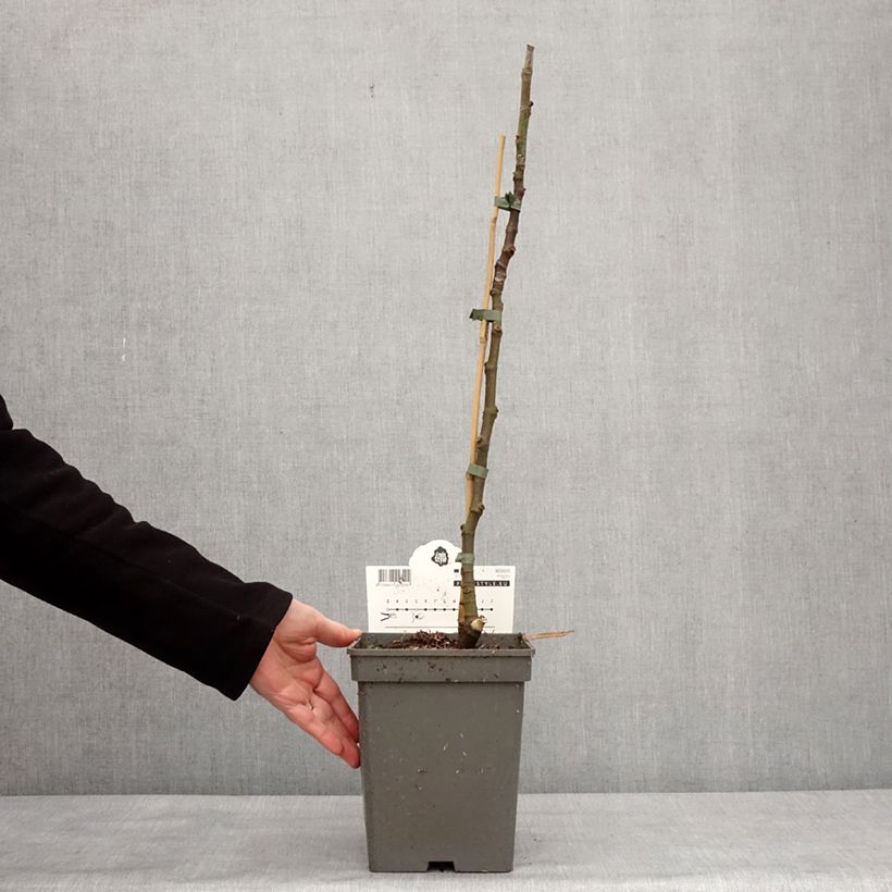 Amostra de Figuier Icecrystal  Vaso de 4 L/5 L, Rebento tal como entregue no inverno