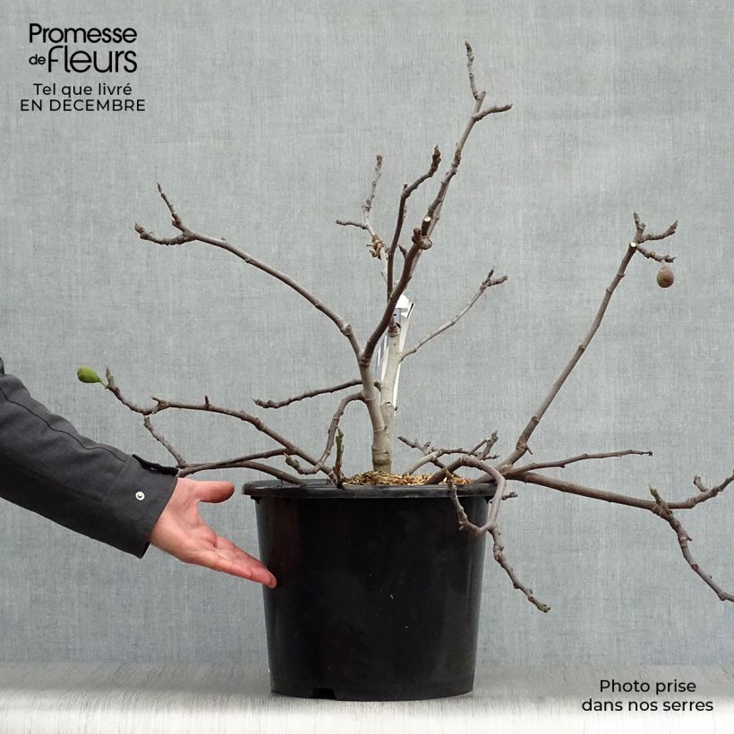 Amostra de Figuier nain Figality - Ficus carica Vaso de 7,5 L/10 L, Arbusto tal como entregue no inverno