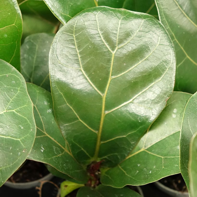 Ficus lyrata - Figueira-lira (Folhagem)