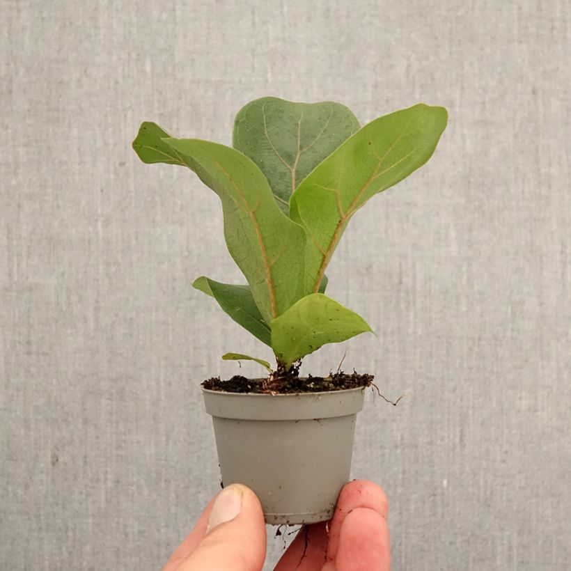 Amostra de Ficus lyrata - Figuier lyre Miniplanta tal como entregue na primavera