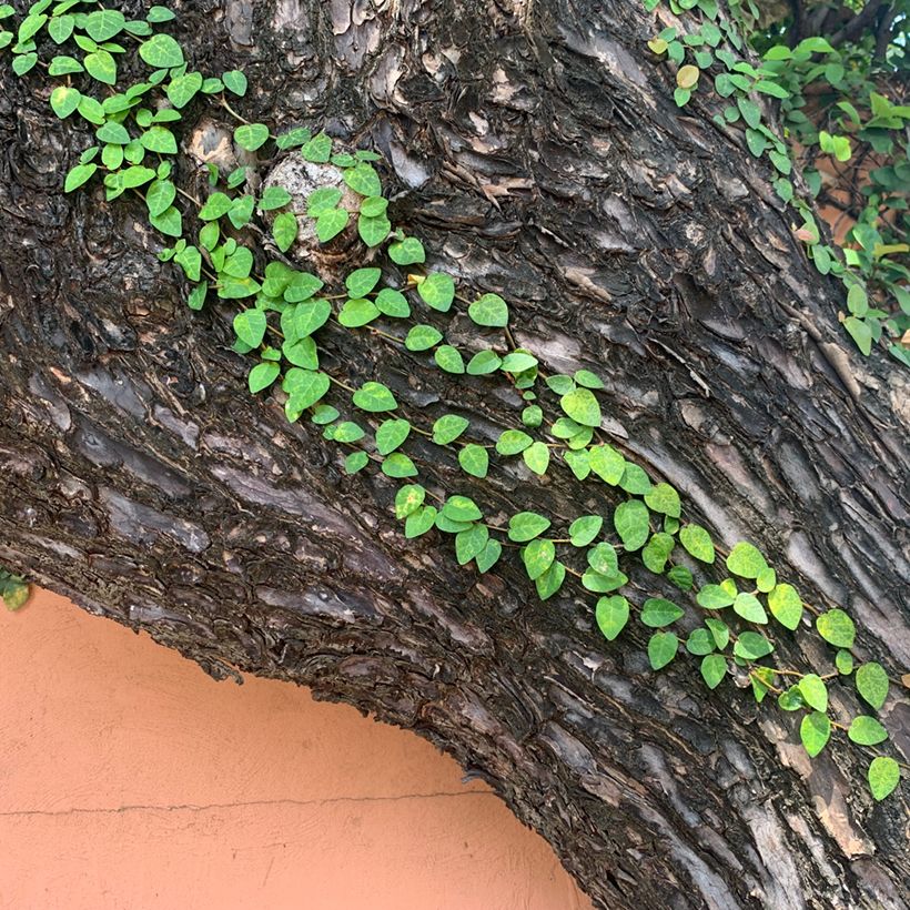 Ficus pumila Arina - Figueira-trepadeira (Hábito)