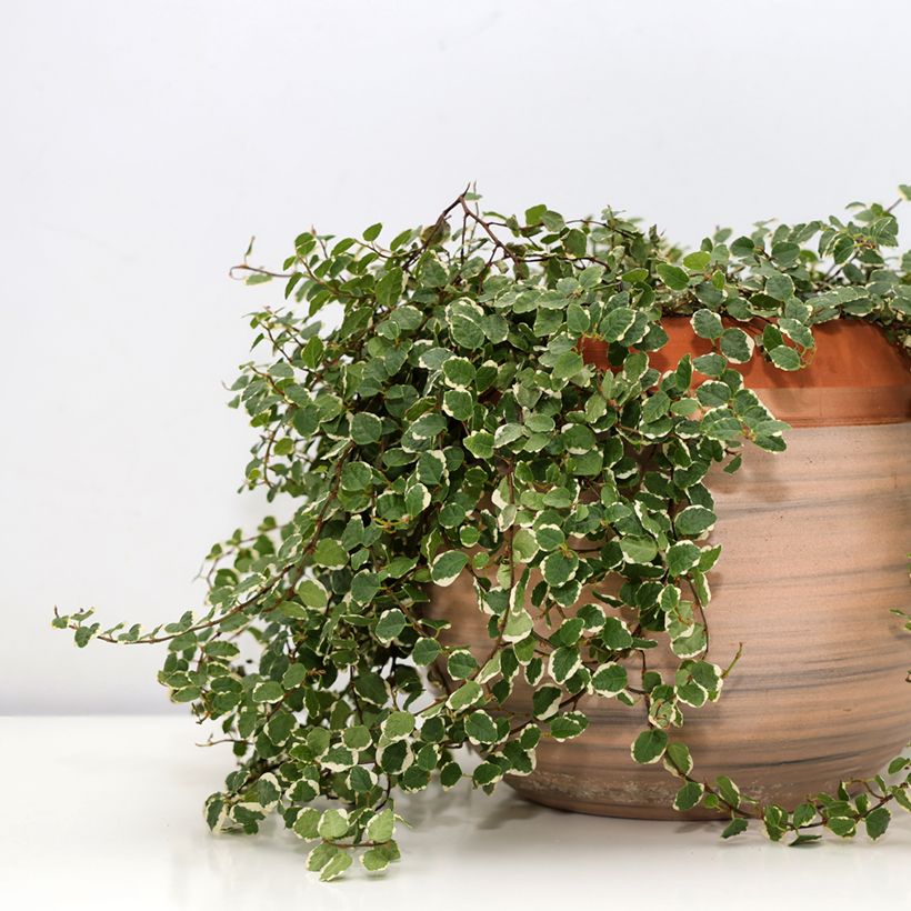 Ficus pumila Bellus - Figueira-trepadeira (Hábito)
