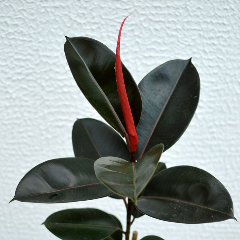 Ficus elastica Burgundy - Borracheira (Folhagem)