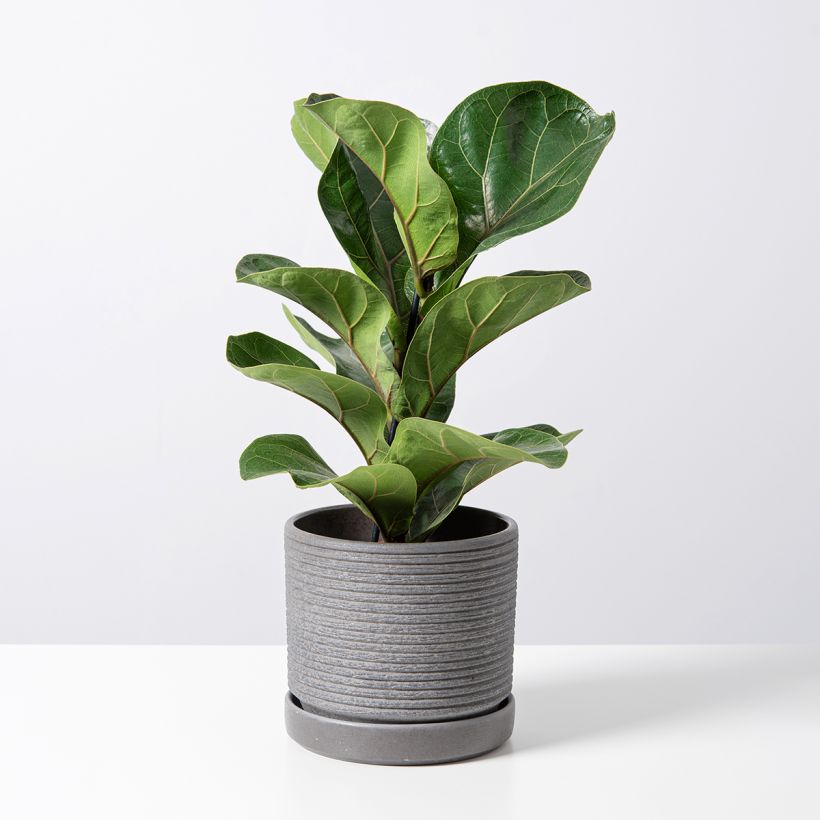 Ficus lyrata Tibaco Bambino - Figueira-lira (Hábito)