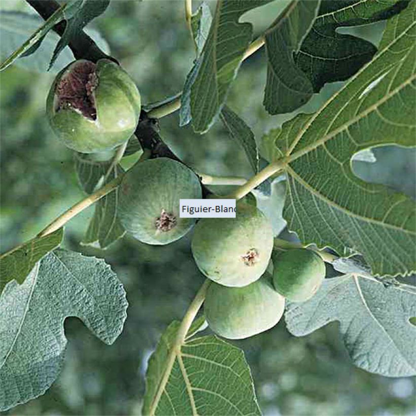 Figueira Blanquette - Ficus carica (Colheita)