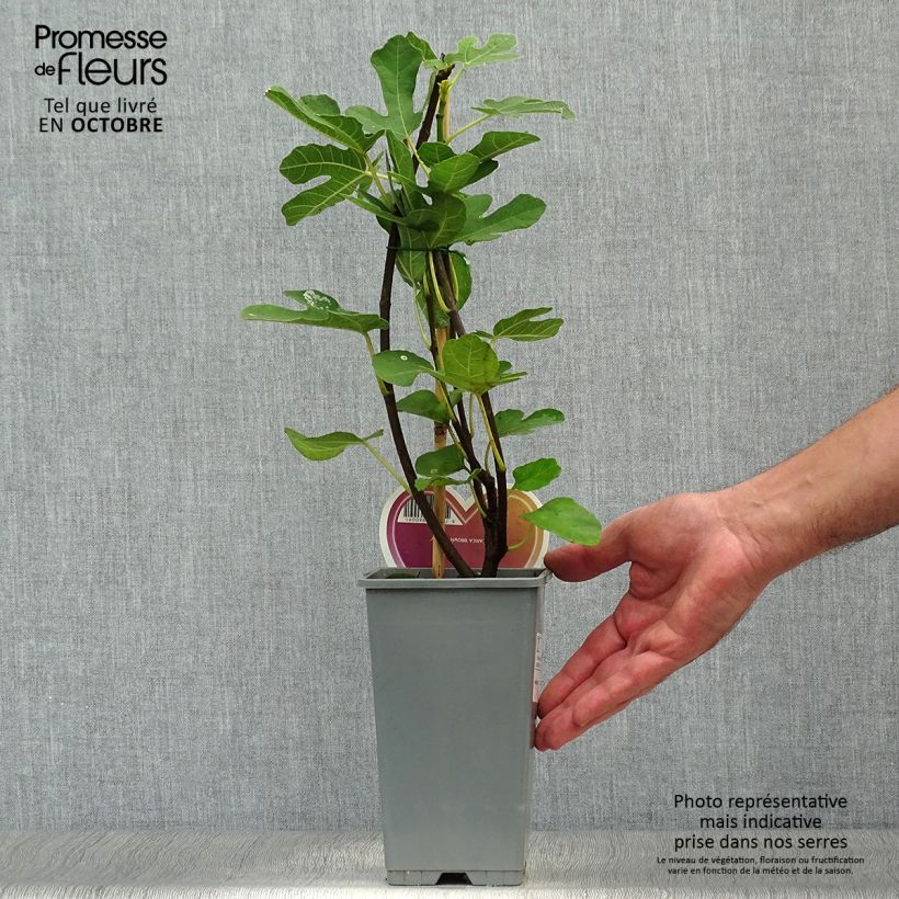 Amostra de Figueira Brown Turkey - Ficus carica Vaso de 1,5 L/2 L tal como entregue no outono