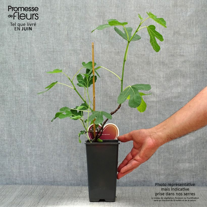 Amostra de Figueira Brown Turkey - Ficus carica Vaso de 1,5 L/2 L tal como entregue no verão