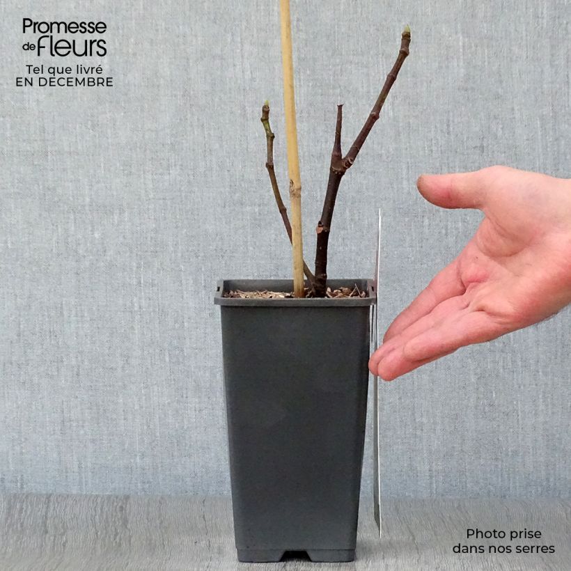 Amostra de Figuier Brown Turkey Vaso de 1,5 L/2 L tal como entregue no inverno