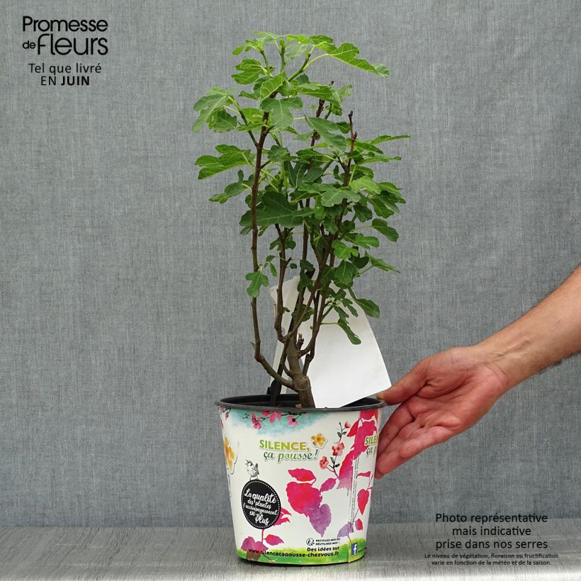 Amostra de Figueira Brown Turkey - Ficus carica Vaso de 4 L/5 L, Rebento tal como entregue no verão