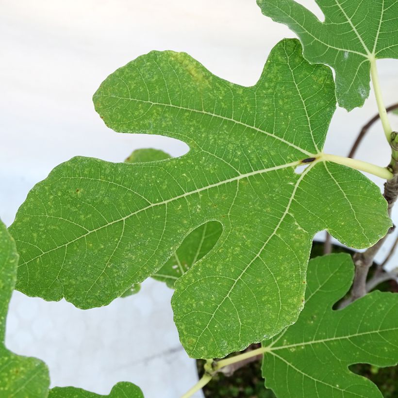 Figueira Portogallo - Ficus carica (Folhagem)
