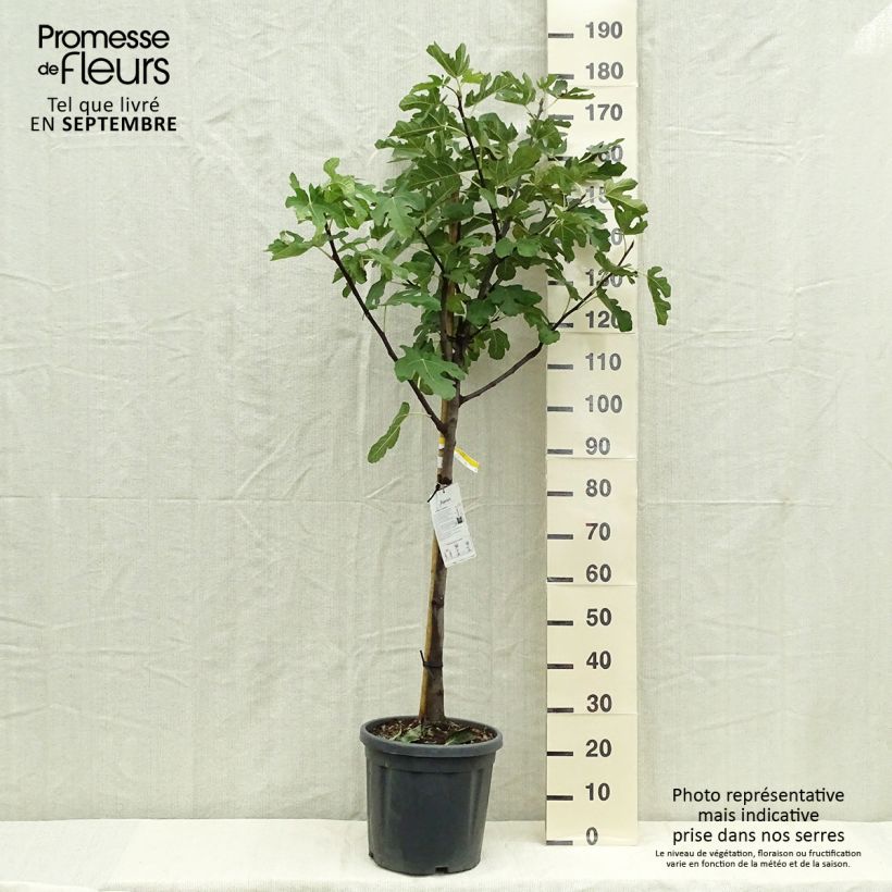 Amostra de Figueira Marseillaise - Ficus carica Vaso de 12 L/15 L, Meia haste tal como entregue no outono