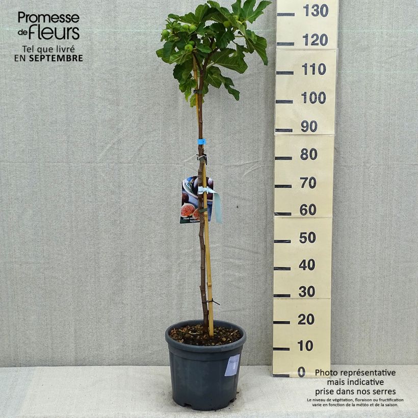 Amostra de Figueira Cinzenta de Tarascon - Ficus carica Vaso de 12 L/15 L, Meia haste tal como entregue no verão