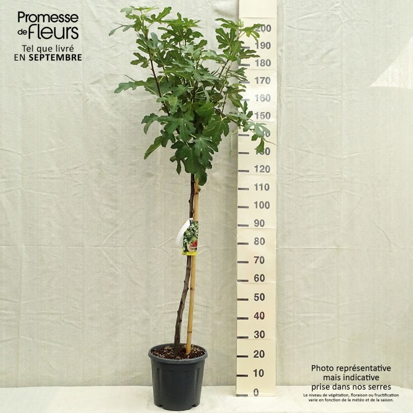 Amostra de Figueira Osborns Prolific - Ficus carica Vaso de 12 L/15 L, Meia haste tal como entregue no outono