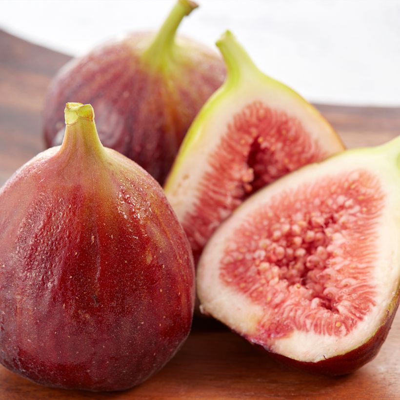 Figueira Osborns Prolific - Ficus carica (Colheita)