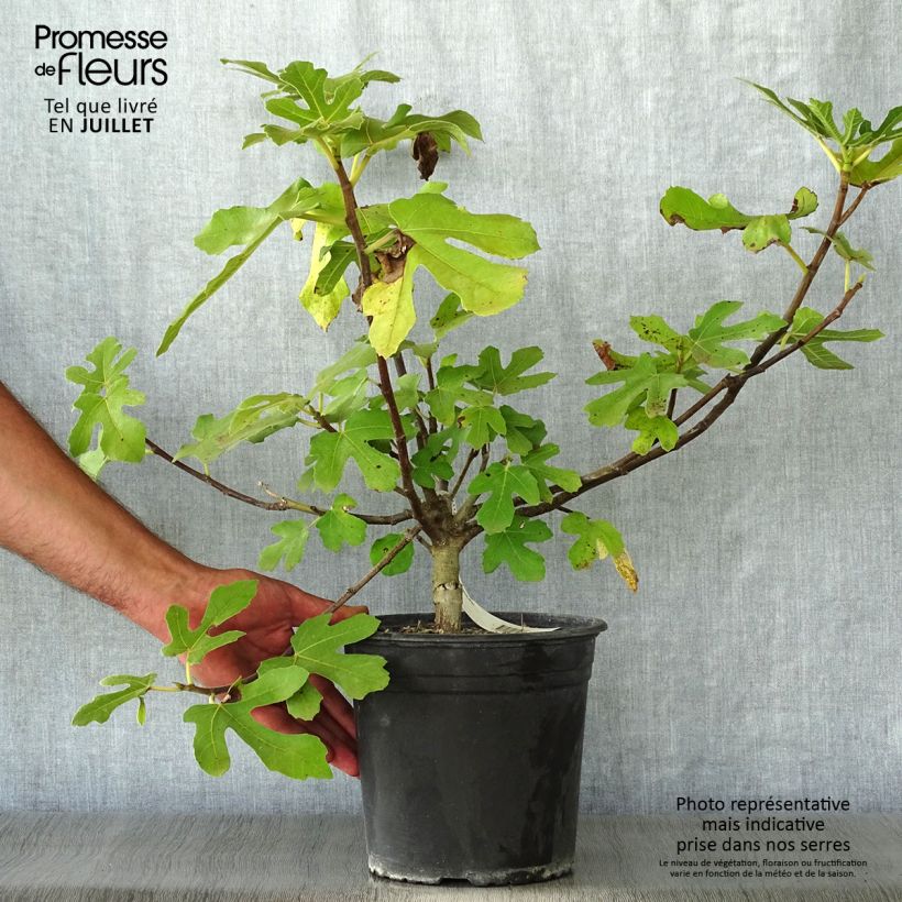 Amostra de Figueira Osborns Prolific - Ficus carica Vaso de 4 L/5 L tal como entregue no verão