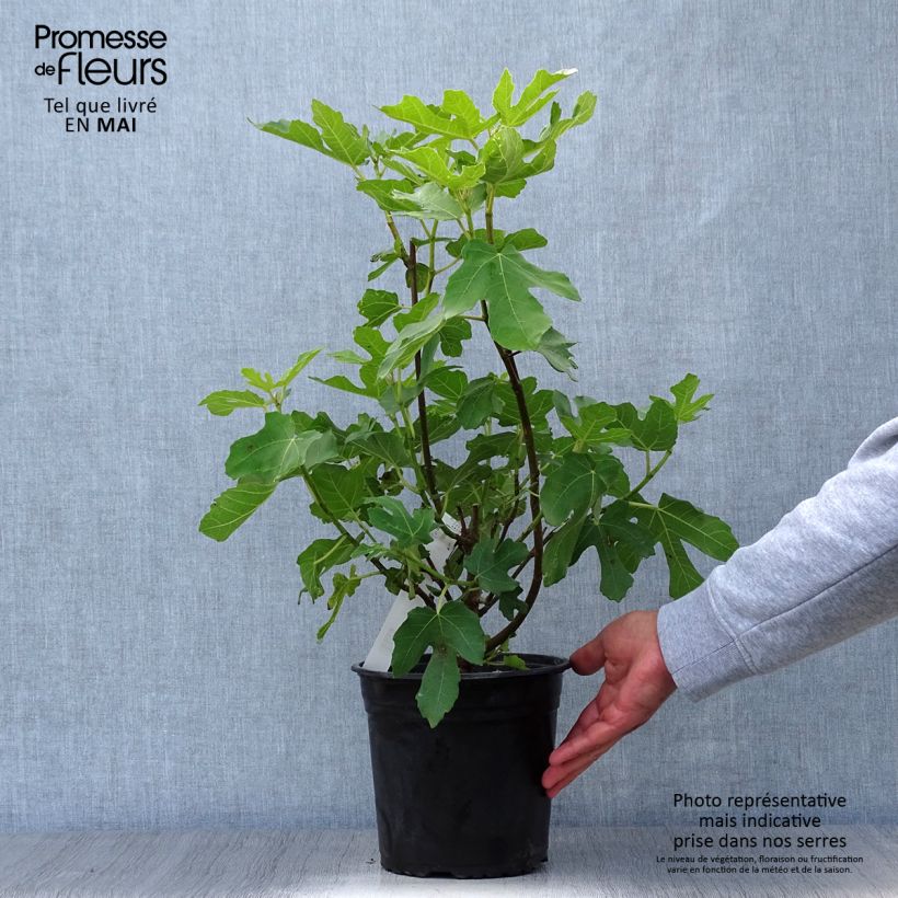 Amostra de Figueira Osborns Prolific - Ficus carica Vaso de 4 L/5 L tal como entregue na primavera
