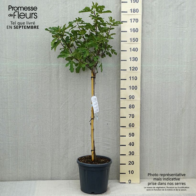 Amostra de Figueira Redonda de Bordéus - Ficus carica Vaso de 7,5 L/10 L, Meia haste tal como entregue no verão
