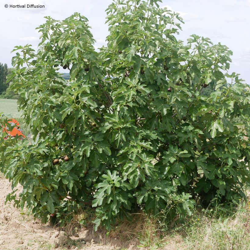 Figueira Vermelha de julho - Ficus carica (Hábito)