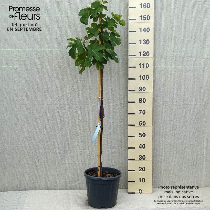 Amostra de Figueira Sultane - Ficus carica Vaso de 12 L/15 L, Meia haste tal como entregue no verão