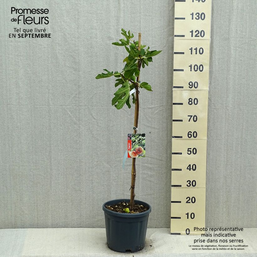 Amostra de Figueira Gota de Ouro - Ficus carica Vaso de 7,5 L/10 L, Meia haste tal como entregue no verão