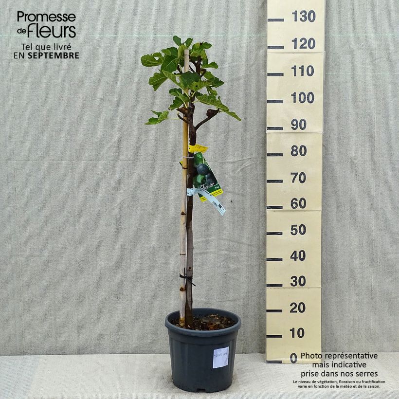 Amostra de Figueira Cinzenta de Saint Jean - Ficus carica Vaso de 12 L/15 L, Meia haste tal como entregue no verão