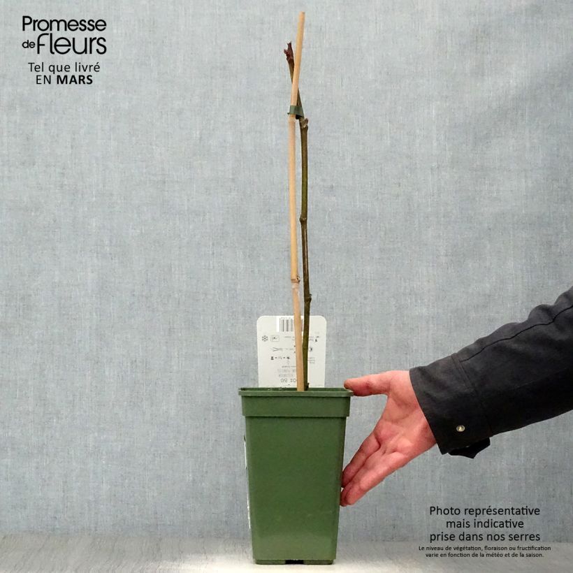 Amostra de Ficus carica Perretta Gustissimo Vaso de 2 L/3 L, Arbusto tal como entregue na primavera