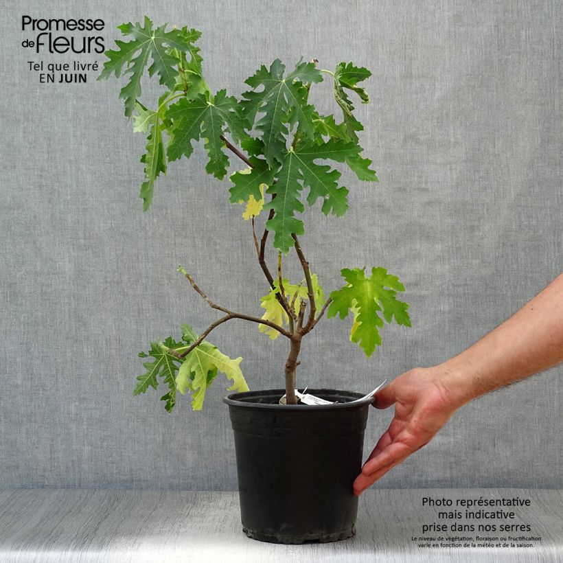 Amostra de Figueira Ice Crystal - Ficus carica Vaso de 4 L/5 L, Rebento tal como entregue no verão