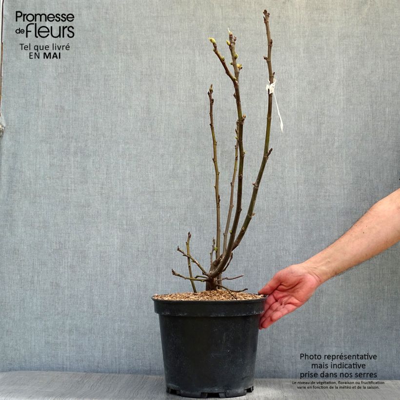 Amostra de Figueira Ice Crystal - Ficus carica Vaso de 4 L/5 L, Arbusto tal como entregue na primavera