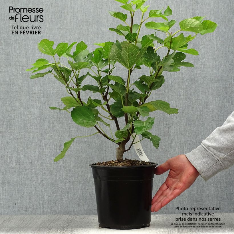 Amostra de Figueira Jannot - Ficus carica Vaso de 4 L/5 L tal como entregue no outono