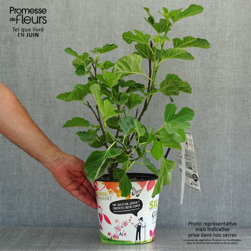 Amostra de Figueira Jannot - Ficus carica Vaso de 4 L/5 L tal como entregue no verão