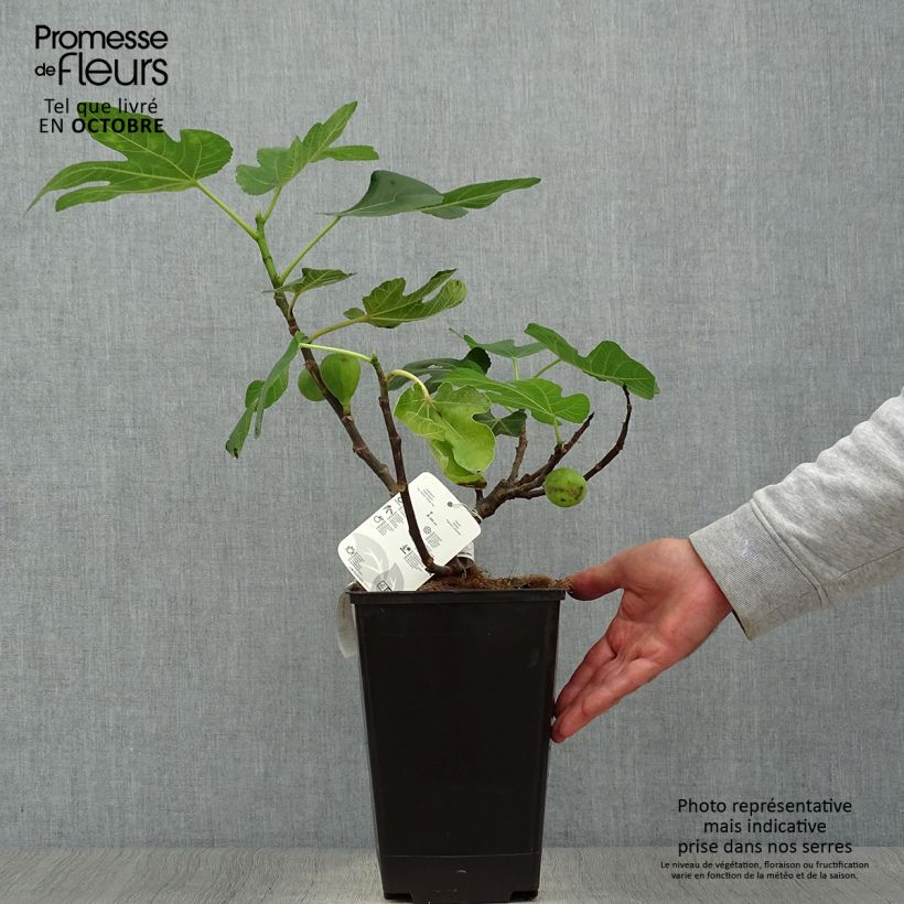Amostra de Figueira Jordan - Ficus carica Vaso de 4 L/5 L, Arbusto tal como entregue no outono
