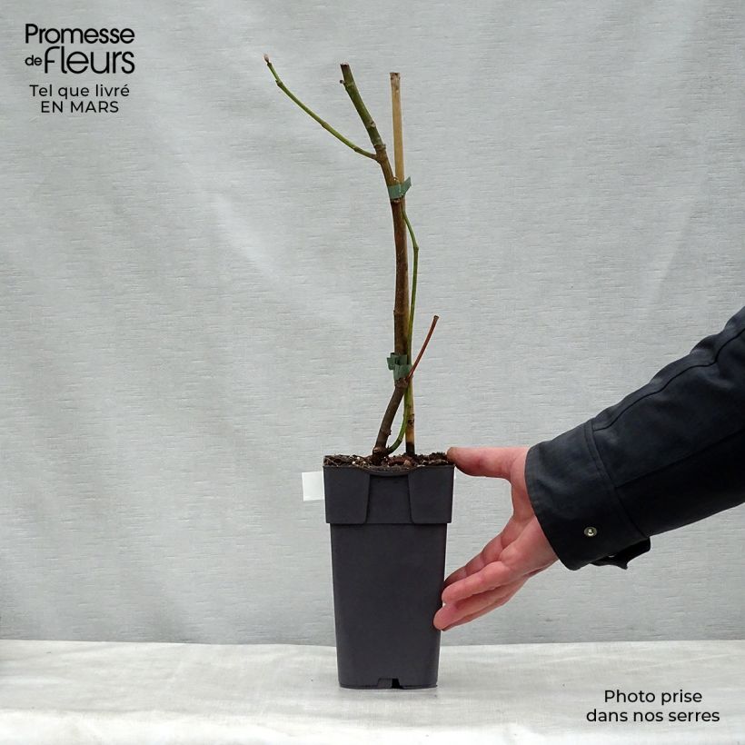 Amostra de Figueira Madalena das Duas Estações - Ficus carica Vaso de 2 L/3 L, Rebento tal como entregue na primavera