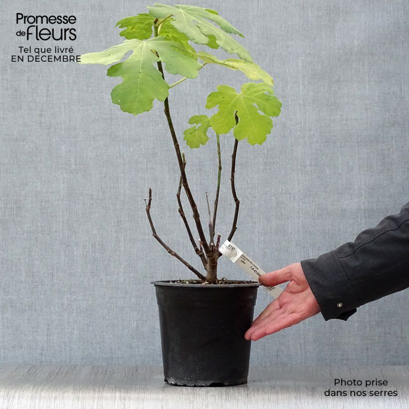 Amostra de Figuier Madeleine des 2 saisons Vaso de 4 L/5 L, Arbusto tal como entregue no inverno