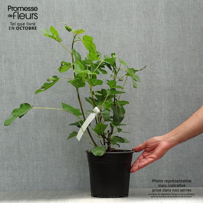 Amostra de Figueira Madalena das Duas Estações - Ficus carica Vaso de 4 L/5 L, Arbusto tal como entregue no outono