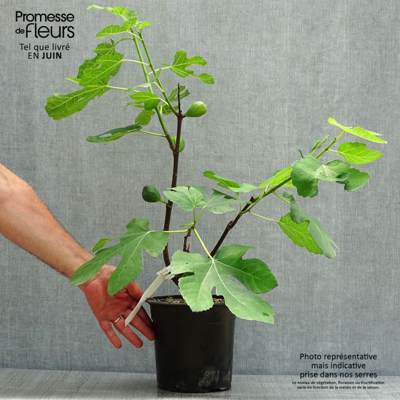 Amostra de Figueira Madalena das Duas Estações - Ficus carica Vaso de 4 L/5 L, Arbusto tal como entregue no verão