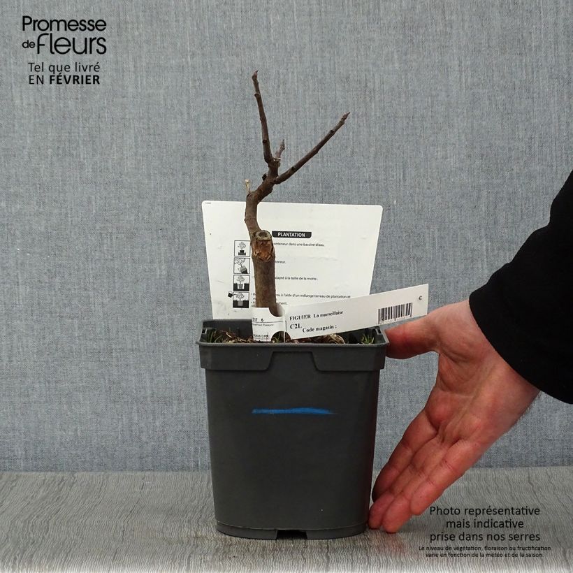 Amostra de Figuier Marseillaise - Ficus carica    Vaso de 2 L/3 L tal como entregue no inverno