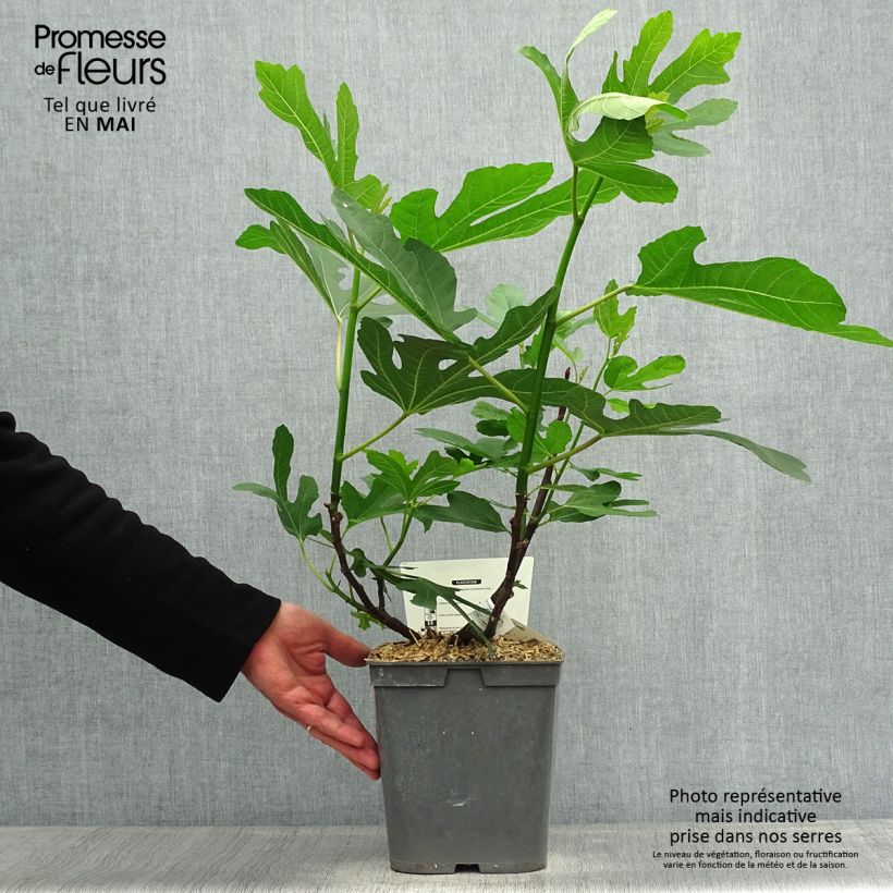 Amostra de Figueira Marseillaise - Ficus carica Vaso de 4 L/5 L tal como entregue na primavera