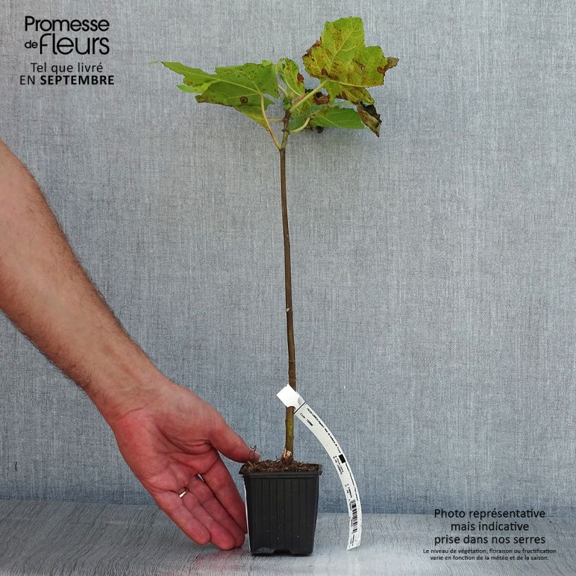 Amostra de Figueira Preta de Bellone - Ficus carica Vaso de 8/9 cm tal como entregue no verão