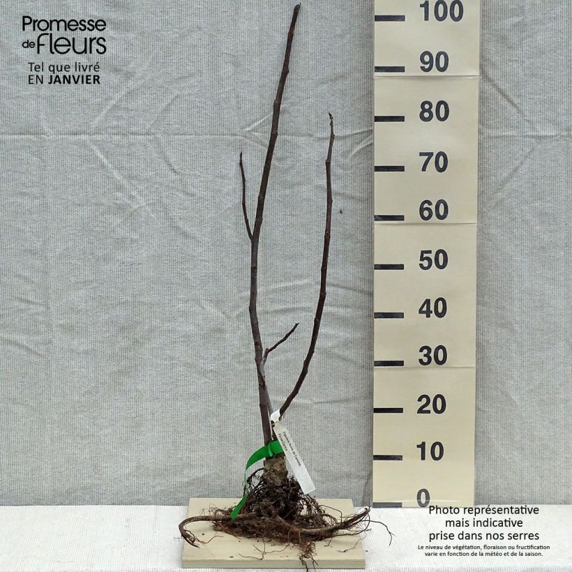 Amostra de Figuier Noire de Caromb Bio Petites Racines nues tal como entregue no inverno