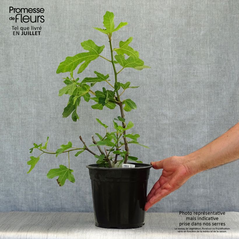 Amostra de Figueira Preta de Caromb - Ficus carica Vaso de 4 L/5 L, Arbusto tal como entregue no verão