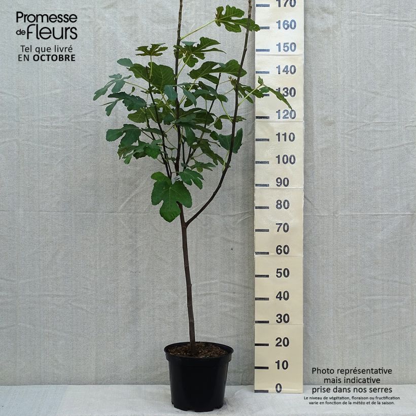 Amostra de Figueira Panachée - Ficus carica Vaso de 4 L/5 L, 1/4 de haste tal como entregue no outono