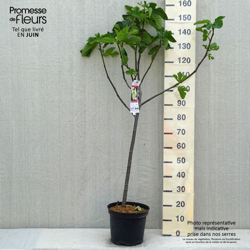 Amostra de Figueira Panachée - Ficus carica Vaso de 7,5 L/10 L, 1/4 de haste tal como entregue na primavera
