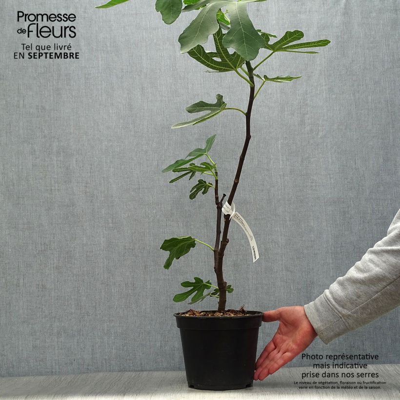 Amostra de Figueira Panachée - Ficus carica Vaso de 2 L/3 L, Arbusto tal como entregue no outono